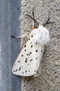 White Ermine Moth Spilosoma lubricipeda Royalty Free Stock Photo