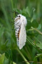 White Ermine Moth, Spilosoma lubricipeda