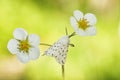 White ermine mothSpilosoma lubricipedum