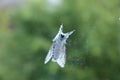 White Ermine