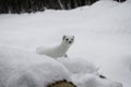 White Ermine Royalty Free Stock Photo