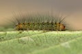 White ermine (Spilosoma lubricipeda) early instar caterpillar Royalty Free Stock Photo