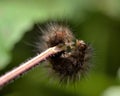 White ermine (Spilosoma lubricipeda) late instar caterpillar Royalty Free Stock Photo