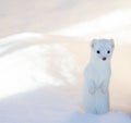 White ermine weasel standing in deep snow