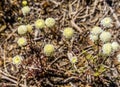 White Esteve's Pincushion Blooming Macro