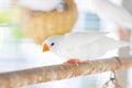 White estrildid finch in cage Royalty Free Stock Photo