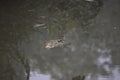 White esturine salt water crocodile surfaced in a stealth mode