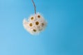 White eucalyptus flowers hanging on a branch.