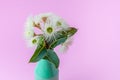 White eucalyptus flowers with leafs on pink background.