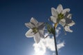 Amazon Lily ; White Eucharis Grandiflora Flowers