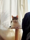 White european cat lays down on the cat's condo, mammal, Animal, Pet