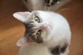 White european cat with the white mask on his face, curious cat, animal, pets
