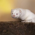 White European mink or nerts from a fur farm in an autumn forest landscape