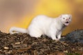 White European mink or nerts from a fur farm in an autumn forest landscape