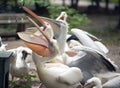 White european pelicans eating fish
