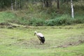 White European stork, Ciconia bird on green field in countryside Royalty Free Stock Photo