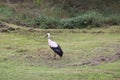 White European stork, Ciconia bird on green field in countryside Royalty Free Stock Photo