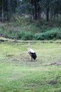 White European stork, Ciconia bird on green field in countryside Royalty Free Stock Photo