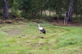 White European stork, Ciconia bird on green field in countryside Royalty Free Stock Photo