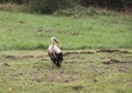 White European stork, Ciconia bird on green field in countryside Royalty Free Stock Photo