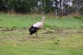 White European stork, Ciconia bird on green field in countryside Royalty Free Stock Photo