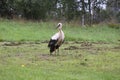 White European stork, Ciconia bird on green field in countryside Royalty Free Stock Photo