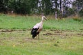 White European stork, Ciconia bird on green field in countryside Royalty Free Stock Photo