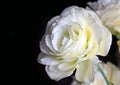 White eustoma flower real large