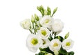 White eustoma flowers isolated on white background