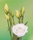 White Eustoma, Lisianthus flowers, yellow buds, family Gentianaceae, , bokeh background, close up Royalty Free Stock Photo