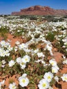 White Evening Primrose in Bloom, Utah