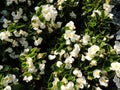 White ever flowering begonia (Begonia semperflorens), family Begoniaceae Royalty Free Stock Photo