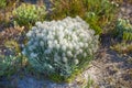 White everlastings, or syncarpha, growing outside in their natural habitat. Plant life and vegetation growing and