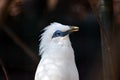 White Exotic Bird Bali Myna Head Royalty Free Stock Photo