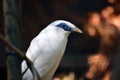 White Exotic Bird Bali Myna Sitting on Branch