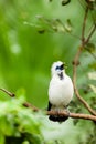 White Exotic Bird On A Branch Singing