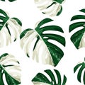 White exotic monstera leaves seamless pattern.