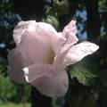 White exquisite flower in summer time Royalty Free Stock Photo