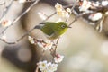 White-eye bird on branch of blooming Japanese apricot tree Royalty Free Stock Photo