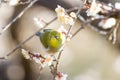 White-eye bird on branch of blooming Japanese apricot tree Royalty Free Stock Photo