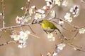 White-eye bird on branch of blooming Japanese apricot tree Royalty Free Stock Photo