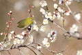 White-eye bird on branch of blooming Japanese apricot tree Royalty Free Stock Photo