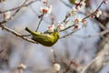 White-eye bird on branch of Japanese apricot tree Royalty Free Stock Photo