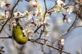 White-eye bird on branch of Japanese apricot tree Royalty Free Stock Photo