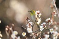 White-eye bird on branch of Japanese apricot tree Royalty Free Stock Photo