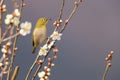 White-eye bird on branch of Japanese apricot tree Royalty Free Stock Photo