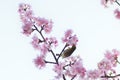 White Eye Bird on Pink Cherry blossom tree Royalty Free Stock Photo