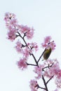 White Eye Bird on Pink Cherry blossom tree Royalty Free Stock Photo