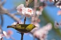 White Eye Bird on White Plum blossom tree Royalty Free Stock Photo