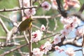 White Eye Bird on White Plum blossom tree Royalty Free Stock Photo